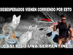 Los Animales Del Desierto Vienen Corriendo Por Esto
