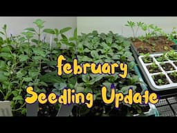 I Started SEEDLINGS in January and You Won't Believe the Progress 🌸🍃🌿 Seedling Update Tour