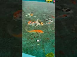 Medicines For Aquarium Fish 🐟 💕 #aquarium #exoticaquariumfish #fishtank #fish #shorts #shortvideo