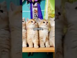 TOP 8 Cat Breeds for Families with Kids! #shorts