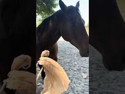 Young Horse Training: Building Confidence, Trust and Nervous System Regulation