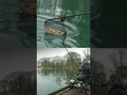 What A Fish!  #fishing #carp #fish