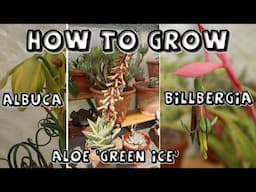 How to Grow Albuca spiralis, Gasteraloe Green Ice & Billbergia nutans