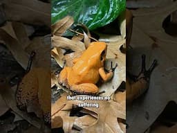 Captive Reptile vs Wild Reptile