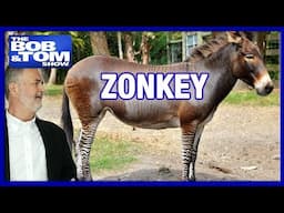 Zonkey Blocks Traffic 😂 + Frank Caliendo’s Insane NFL Impressions!
