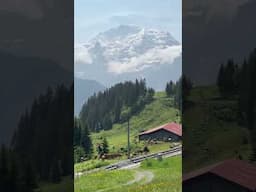 Cows make an alpine soundtrack in the ridges above Lauterbrunnen Switzerland.