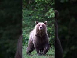 Wild Alaska: Brown Bears & Glacial Beauty