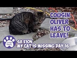 Cousin Oliver Has To Leave! Too Much Feral Cat Drama - Missing Cat Day 16 - Lucky Ferals S8 E104