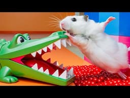 Can This Hamster Beat the Impossible Maze?