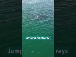 Did you know that manta rays  can fly?