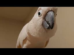 More Cockatoo Conversation