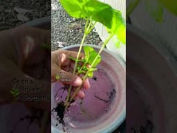 Vonlunteer Bittergourd | Planting Bitttergourd #viralshort #gardening #viralvideo #vegetables #viral