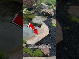 Koi Have A Secret Tunnel #koitunnel