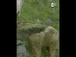 The "girl's detachment" never affect the bull's passion for love | China Documentary