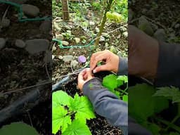 Bittergourd Trellis | Growing Bittergourd #viralshort #gardening #garden #viralvideo #farming #viral