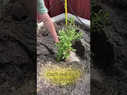 See the plant I’m planting in the corner for privacy & a delicious scent! 🌸 #financialfreedom