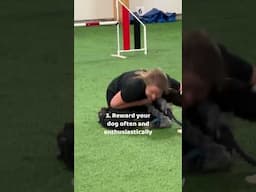 5 tips for dog agility beginners!