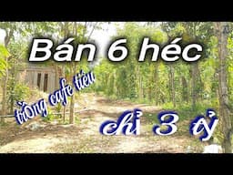 Bán 6 héc đất trồng cafe chỉ 3 tỷ 0395507506