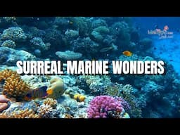 SURREAL MARINE WONDERS