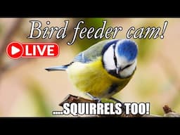 LIVE Bird Feeder cam UK!