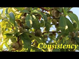 Why Doesn't My Tree Produce Heavy? + Q&A  | The Desert Farmer Podcast -  Episode 54