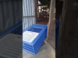 transferring the chicks from the brooder to the grower