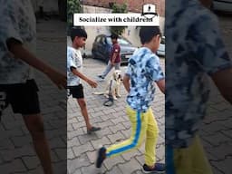 Dog socialization with kids #shortsfeed #dogtraining #viralshorts
