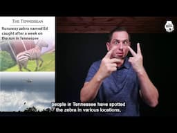 Preview of June 9 Top Stories (Runaway zebra named Ed caught after a week on the run in Tennessee)