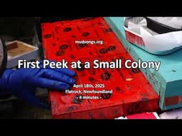 A Small (But Not The Smallest) Overwintered Colony