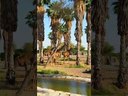 Sharjah Safari #shorts