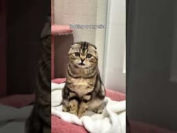 GOLDEN MARBLE Scottish Fold !