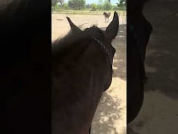 Zor picking me up to ride and switching sides