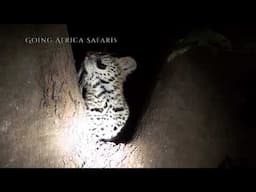 Small leopard Shenton Safaris