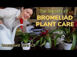 How To Care For a Bromeliad Plant - Blooms, Lighting, Soil, Water, & Repot - Houseplant Care 101
