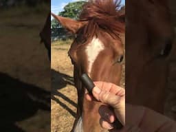 Pregnant Mares CRAVE This One Thing