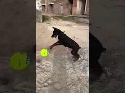 Doberman female @UnleashD