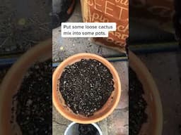 Finding Free Jellybean Succulents #freeplants #succulents #plants