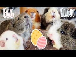 Guinea Pig Easter Egg Hunt 2025 With a Twist!