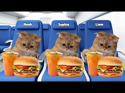 Cat Memes Family Road Trip with Plane