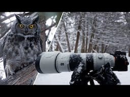 POV: I Spent the Winter with a Great Horned Owl