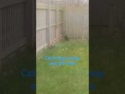 Cat trying to jump over the fence | Calculating the risk and height of the fence