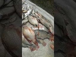 apakah nila ada yang hitam #shi