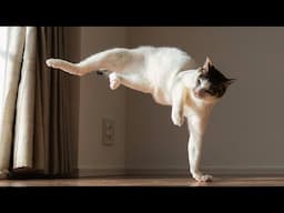 When CATS Instinct Just ... VANISH 🐱 Funny Cat 2025