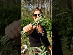 Harvesting Garlic Scapes - BONUS HARVEST - How We Use Them