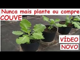 Eu só planto Couve assim aqui em casa! veja o segredo!