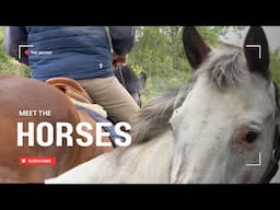 Who’s The New Horse …