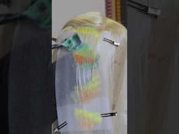 Have you ever seen iridescent hair? 🏳️‍🌈🏳️‍⚧️🌈🦄