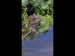 30,000th Release of Chiricahua Leopard Frogs Bred at Phoenix Zoo