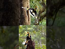 Did you know this? #aarzookhurana #birds #hornbills #wildlifephotography