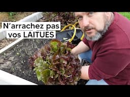 N'arrachez pas vos LAITUES